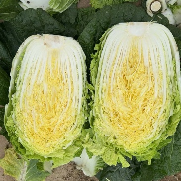 白菜