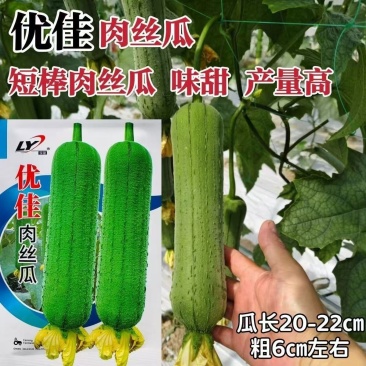 绿盈优佳肉丝瓜种子味甜早熟短棒丝瓜种籽产量高春秋大田蔬菜