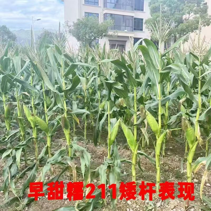 国审原装早甜糯211特早熟白甜糯玉米种子66天甜糯型苞谷