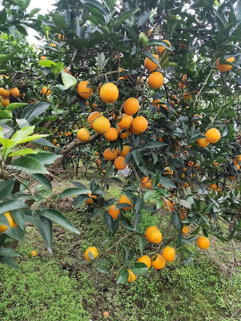 橙子纽荷尔脐橙现摘现发产地直供一手货源欢迎来电