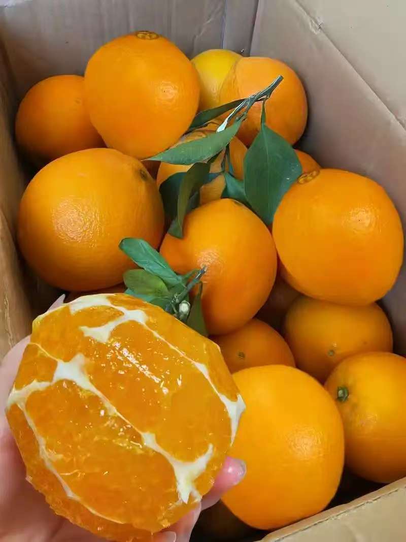 橙子纽荷尔脐橙现摘现发产地直供一手货源欢迎来电