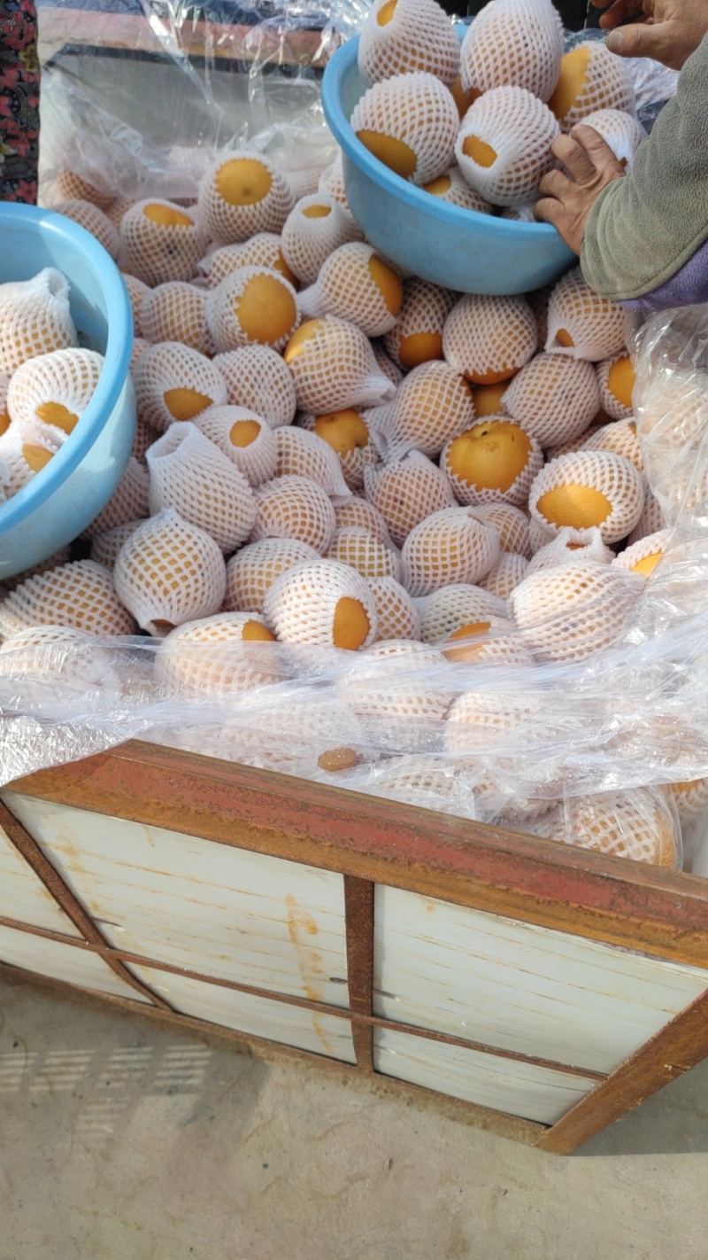 河北省泊头市！秋月梨！保真！保甜。。。。