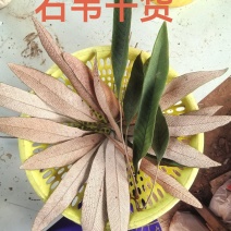 石韦