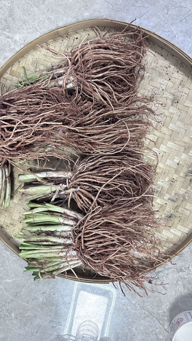 苤菜根（撇菜根）农户自销佤味牛皮菜根，四季种植