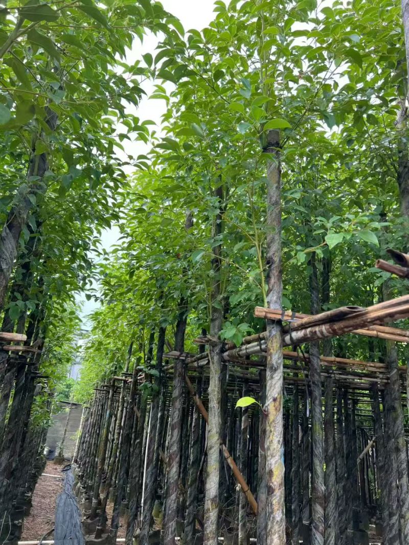 香樟3-12公分出售自家货源基地直销规格齐全