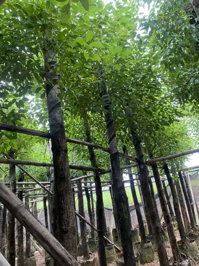 香樟3-12公分出售自家货源基地直销规格齐全