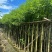 香樟3-12公分出售自家货源基地直销规格齐全