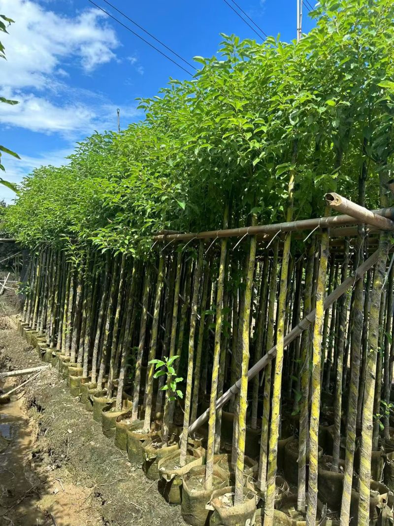香樟3-12公分出售自家货源基地直销规格齐全