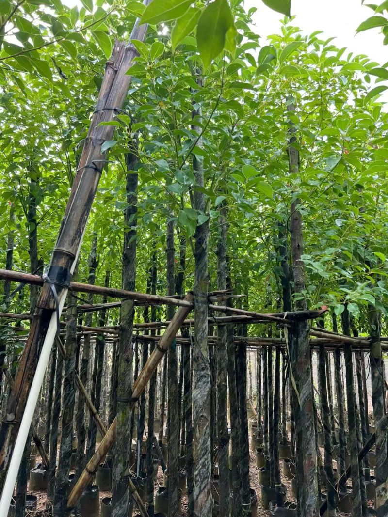 香樟3-12公分出售自家货源基地直销规格齐全
