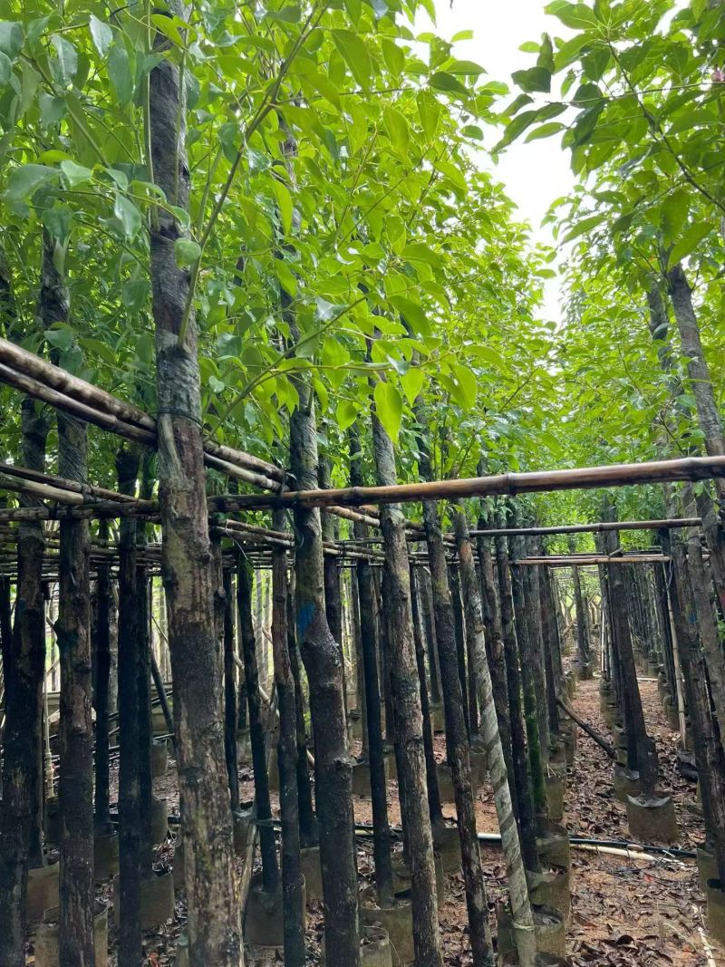 香樟3-12公分出售自家货源基地直销规格齐全