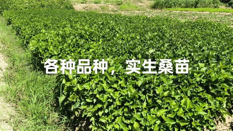 供应桐乡湖桑苗，育711，强桑1号，强桑5号，农桑14，