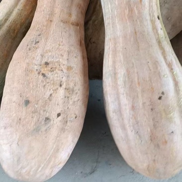 金韩密本南瓜