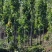 黄金楸木