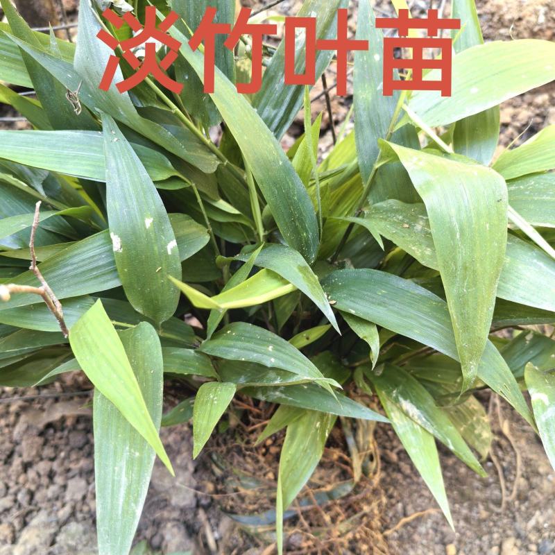 淡竹叶苗、竹叶苗、碎骨子苗、山鸡米苗、迷身草‌苗