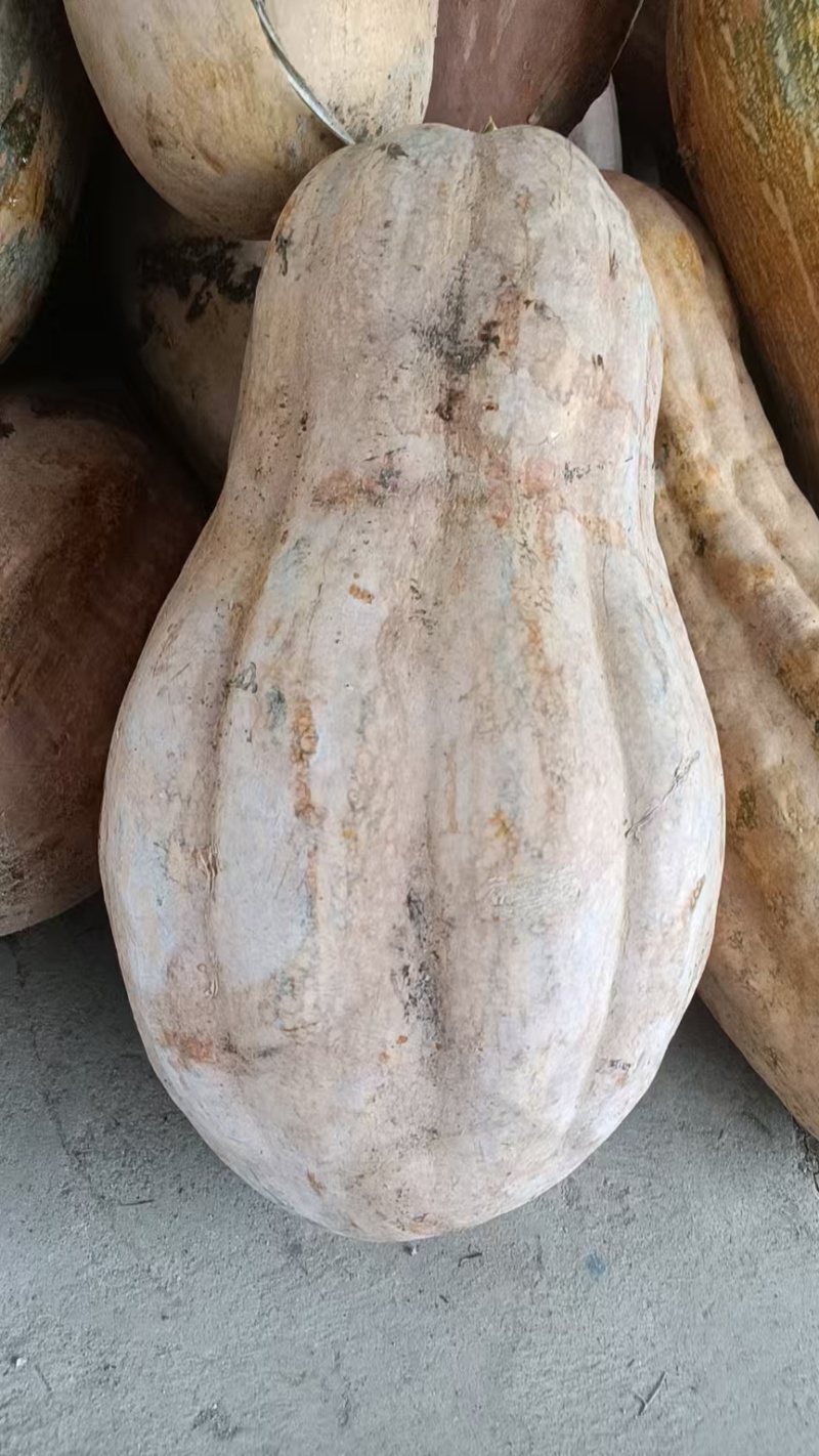 金韩密本南瓜