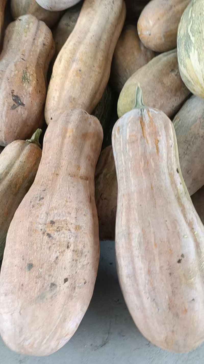 金韩密本南瓜