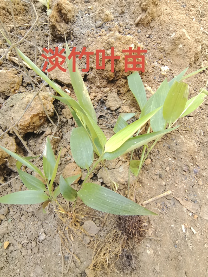 淡竹叶苗、竹叶苗、碎骨子苗、山鸡米苗、迷身草‌苗