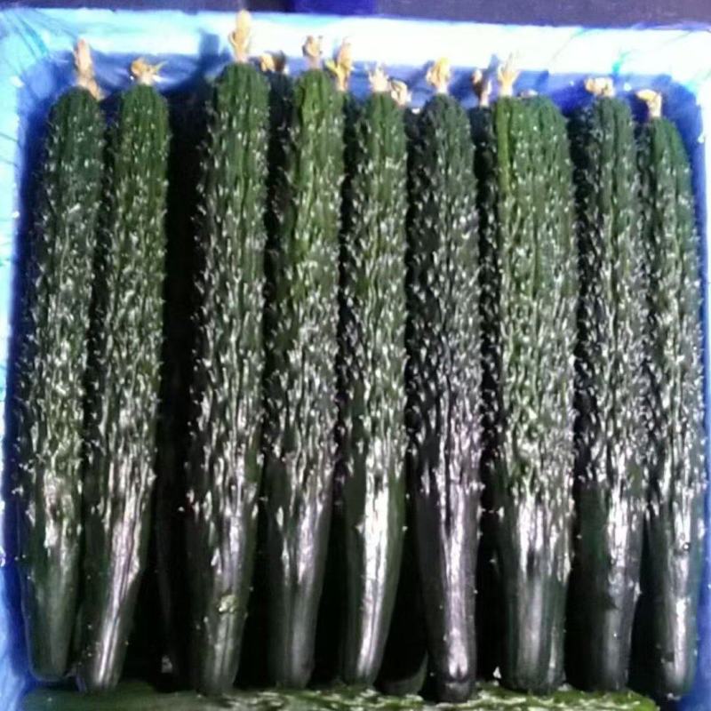 黑亮干花密刺黄瓜