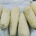 300吨速冻玉米隧道货原料