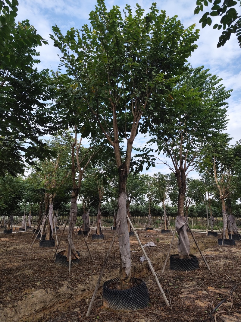 火焰木大冠幅12-18公分出售基地直销自家货源