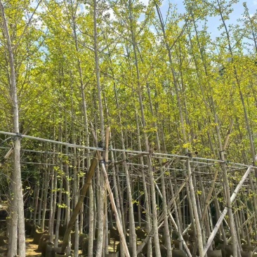银杏3-15公分大量出售基地直销自家货源规格齐全
