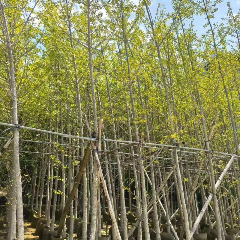 银杏3-15公分大量出售基地直销自家货源规格齐全