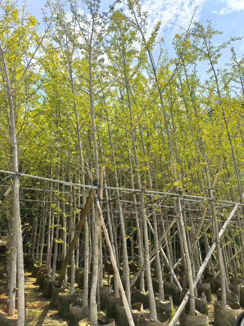 银杏3-15公分大量出售基地直销自家货源规格齐全