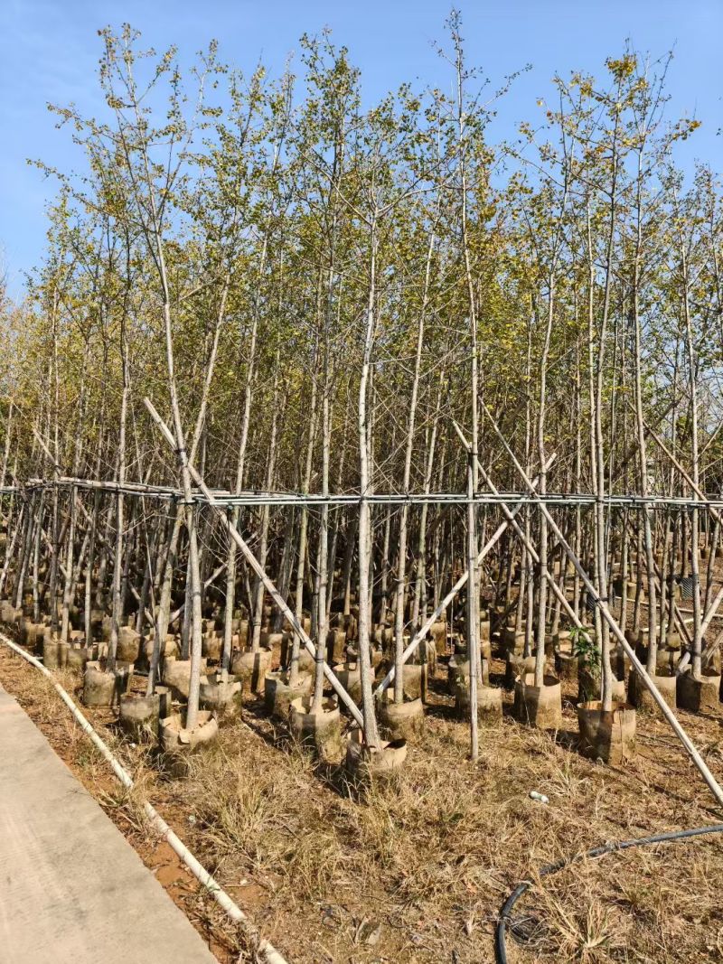 银杏3-15公分大量出售基地直销自家货源规格齐全