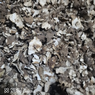 茯苓皮中药材茯苓皮干净无杂质一手货源量大从优