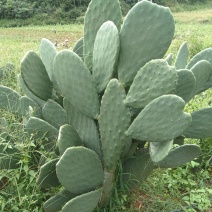 仙人掌