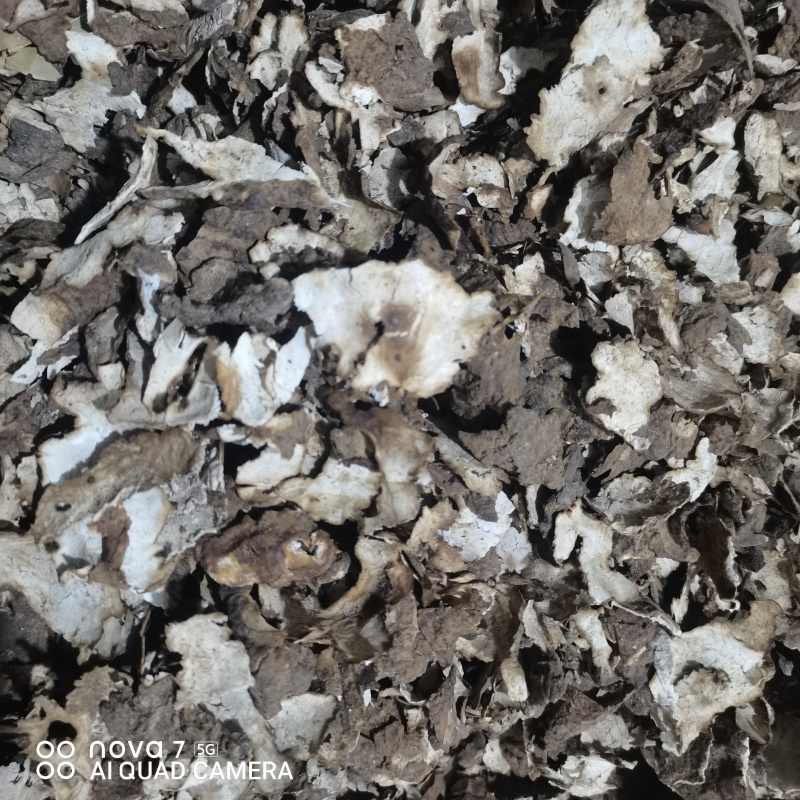茯苓皮中药材茯苓皮干净无杂质一手货源量大从优