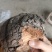 紫油桑黄