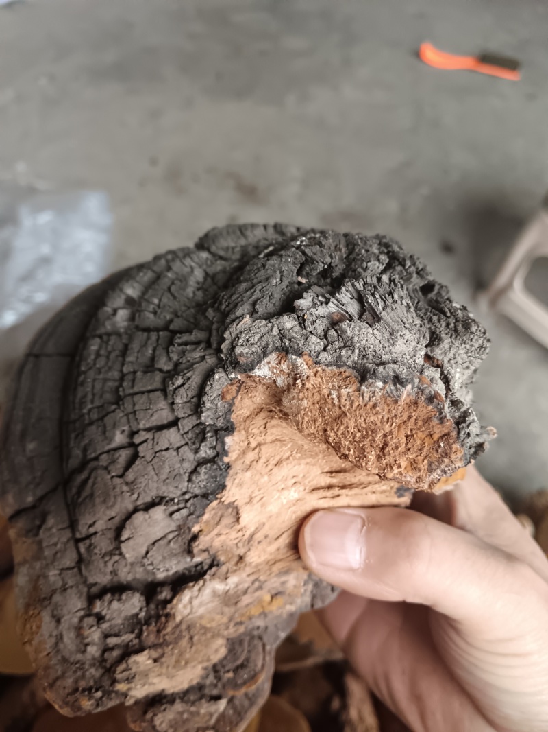 紫油桑黄