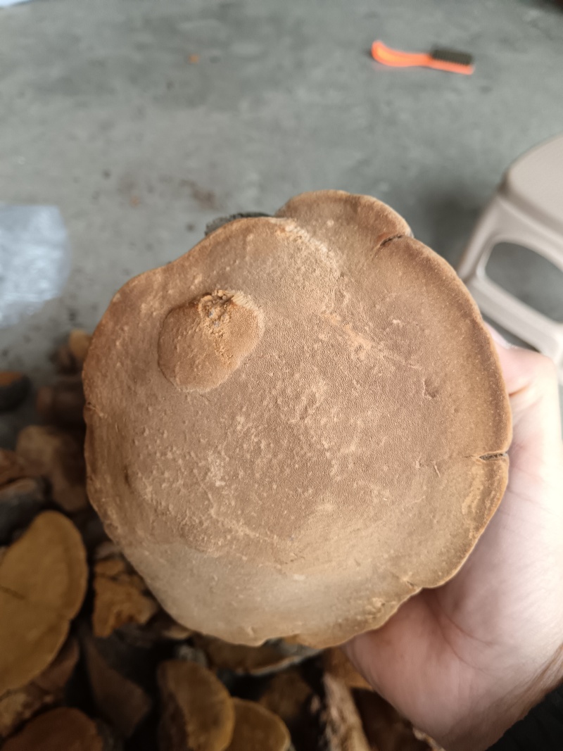 紫油桑黄