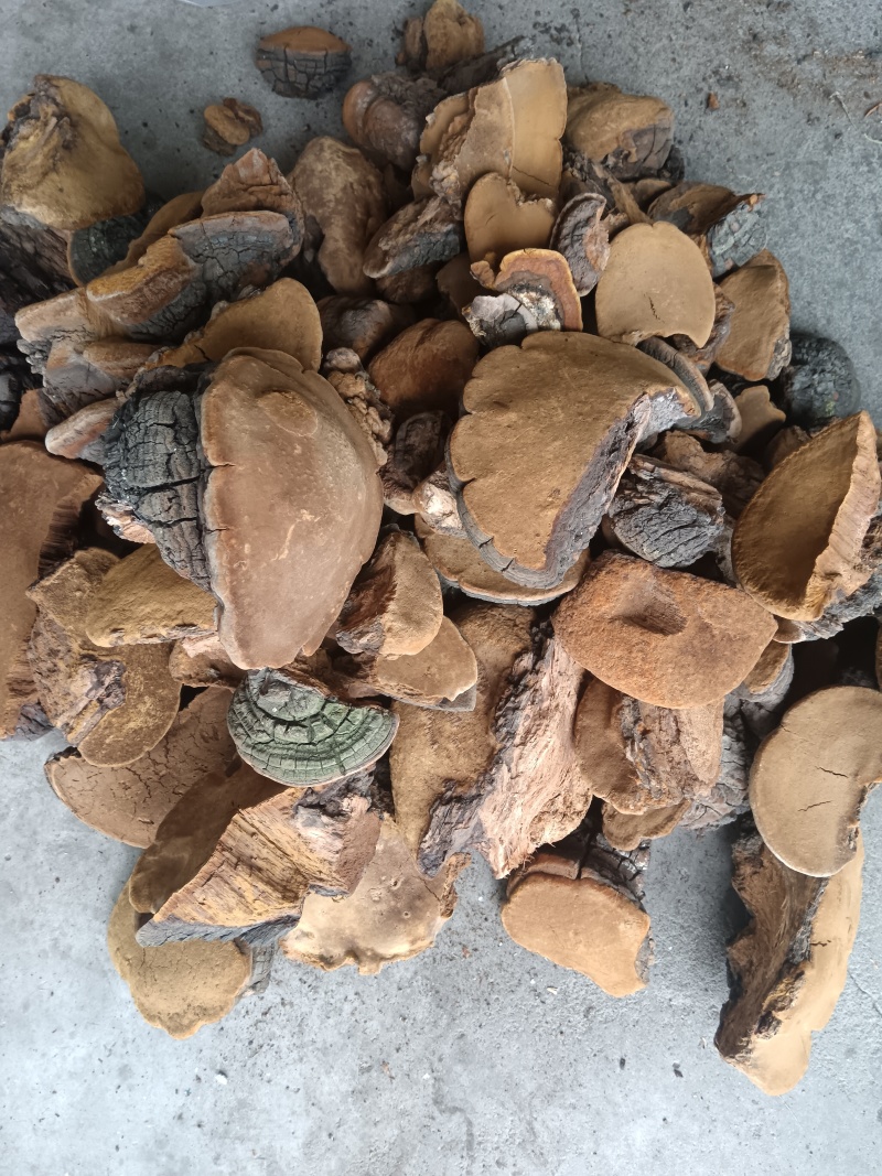 紫油桑黄