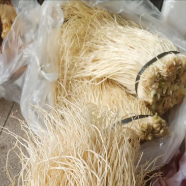 苤菜根（撇菜根）农户自销佤味牛皮菜根，四季种植