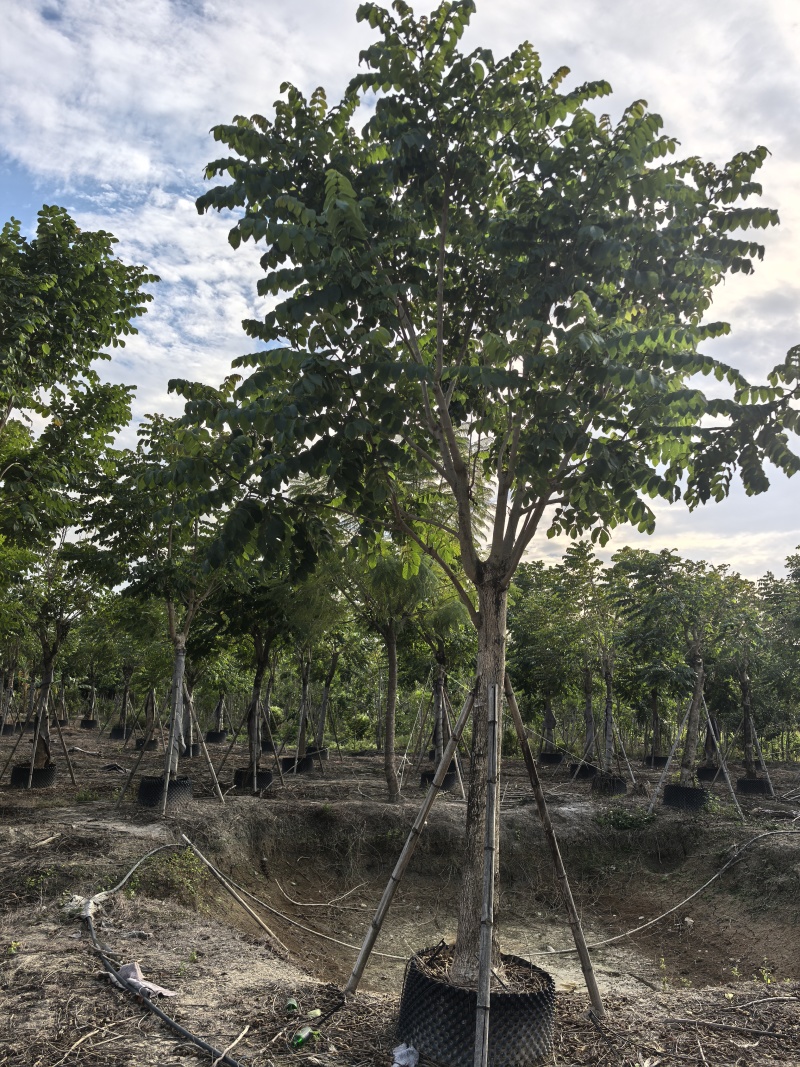 火焰木15～18公分五百颗清仓