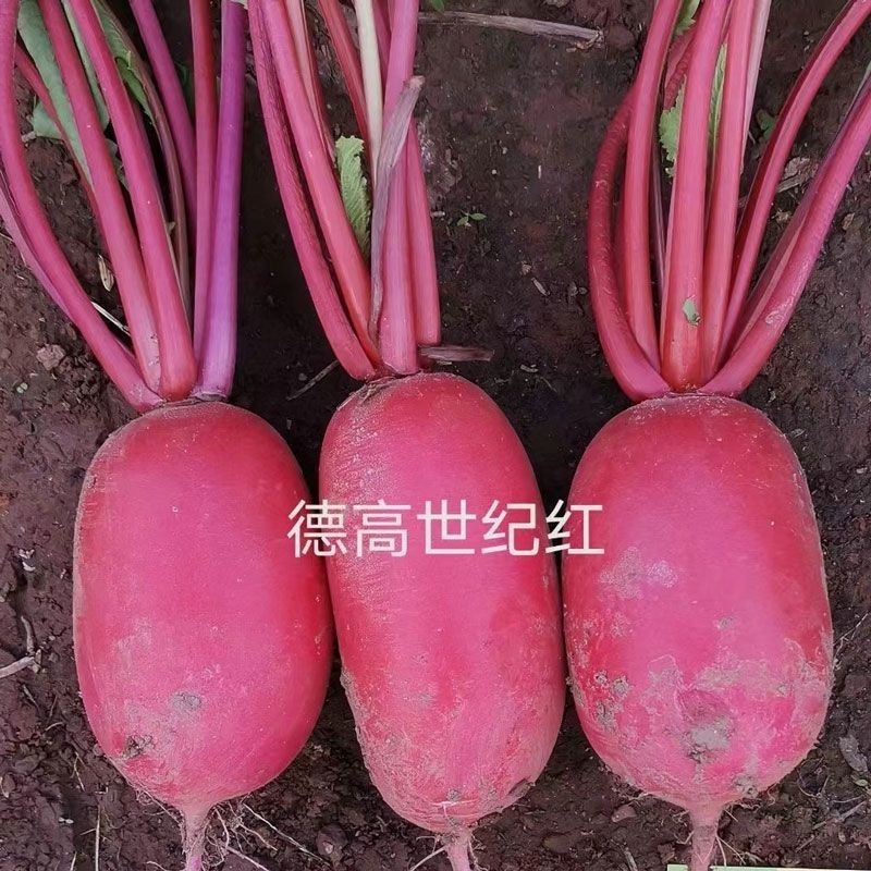 德高世纪红萝卜种子红皮白肉脆甜爽口耐裂耐糠心春秋萝卜种子