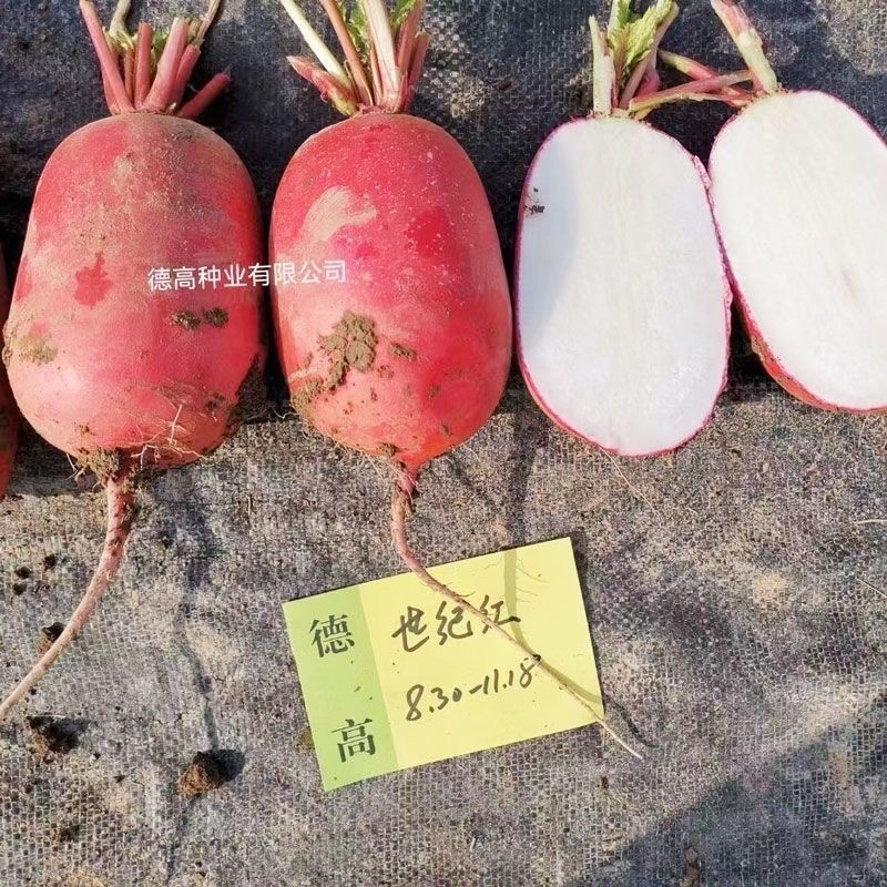 德高世纪红萝卜种子红皮白肉脆甜爽口耐裂耐糠心春秋萝卜种子