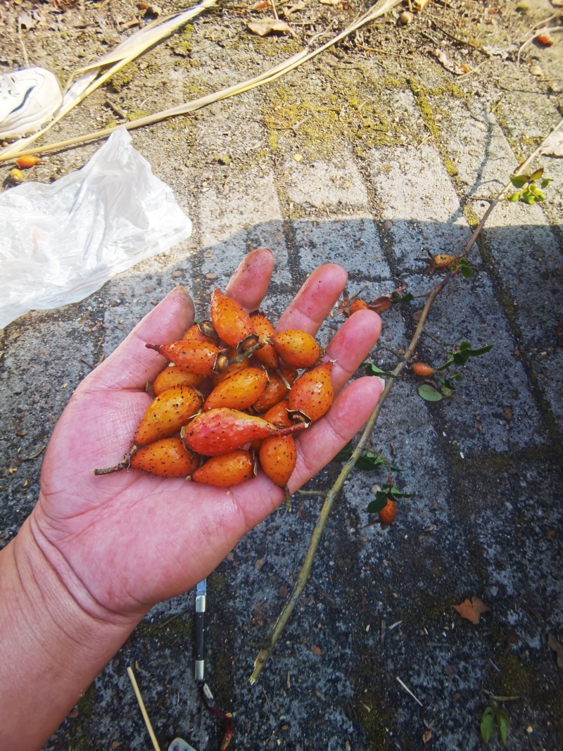 金樱子