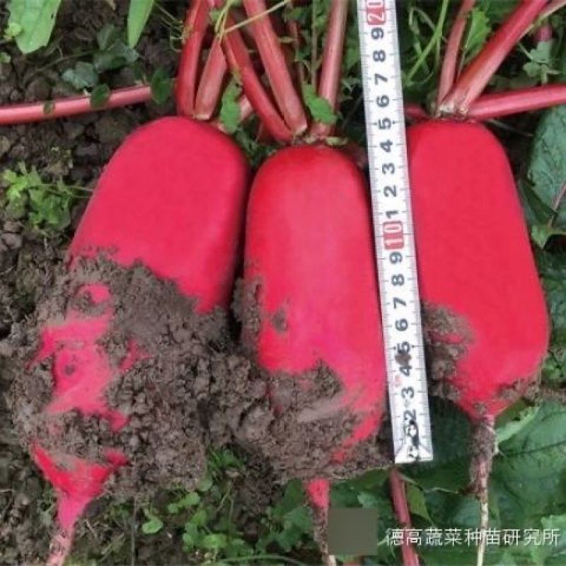 德高世纪红萝卜种子红皮白肉脆甜爽口耐裂耐糠心春秋萝卜种子