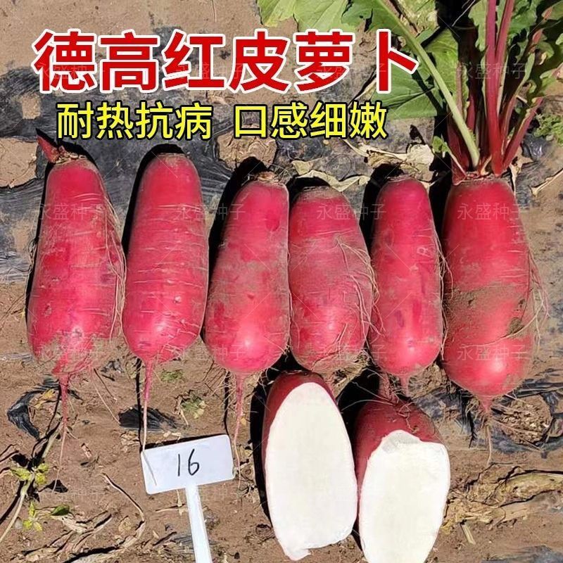 德高世纪红萝卜种子红皮白肉脆甜爽口耐裂耐糠心春秋萝卜种子