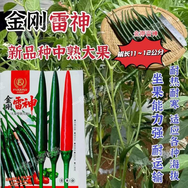 金刚雷神中熟超大果朝天椒种子耐热耐寒坐果率高适应性强高产