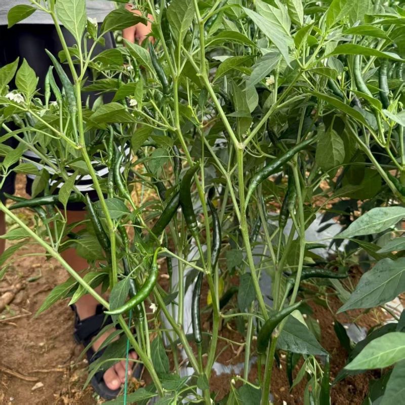 金刚雷神中熟超大果朝天椒种子耐热耐寒坐果率高适应性强高产