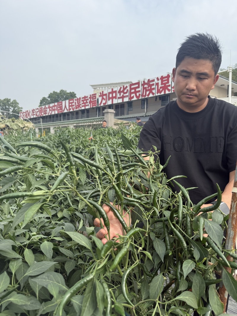 金刚雷神中熟超大果朝天椒种子耐热耐寒坐果率高适应性强高产