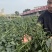 金刚雷神中熟超大果朝天椒种子耐热耐寒坐果率高适应性强高产
