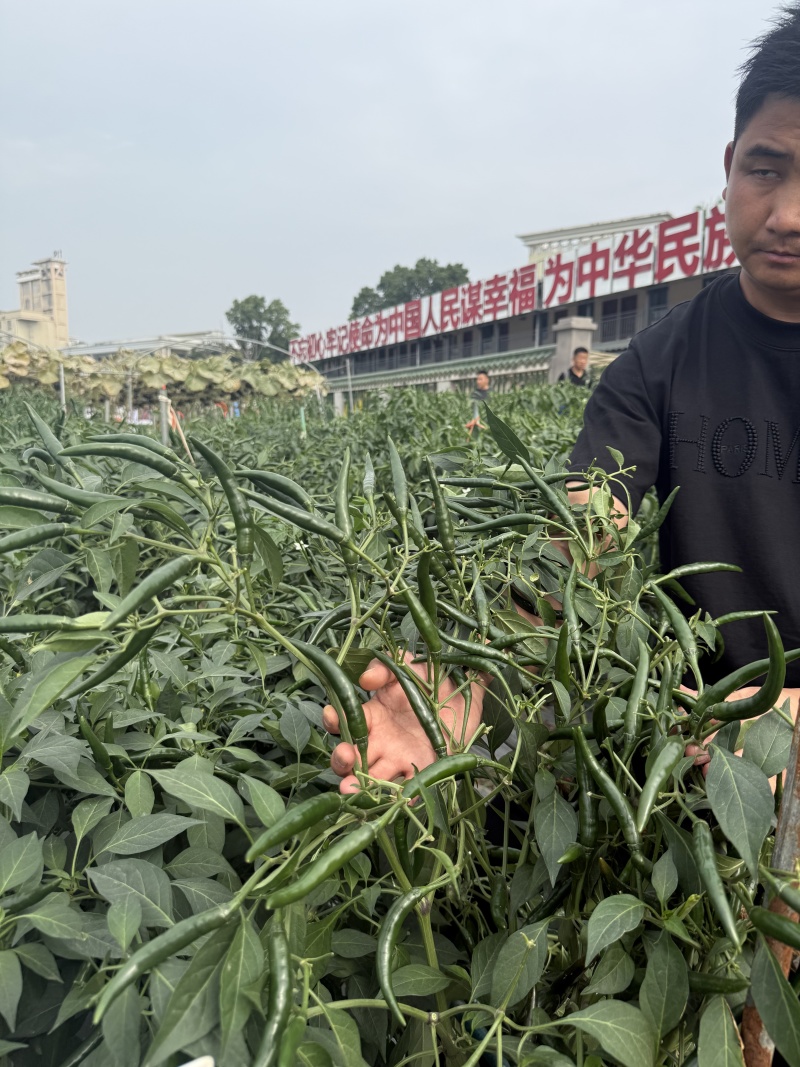 金刚雷神中熟超大果朝天椒种子耐热耐寒坐果率高适应性强高产