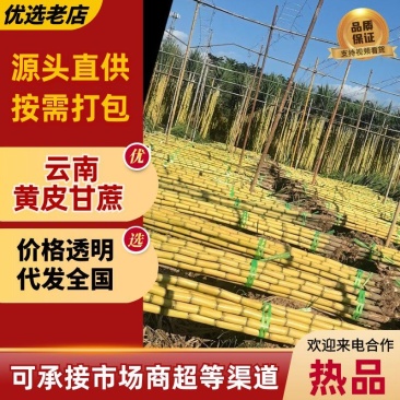 云南黄金甘蔗，现砍现发，按需供货，品质保证，代发全国！！