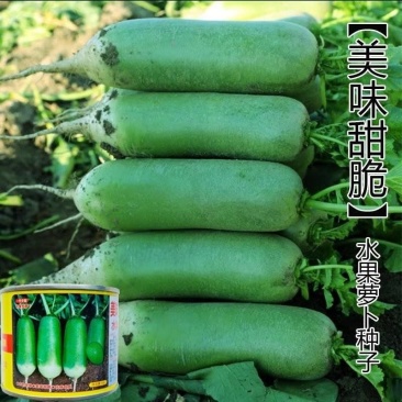 美味甜脆水果萝卜种子