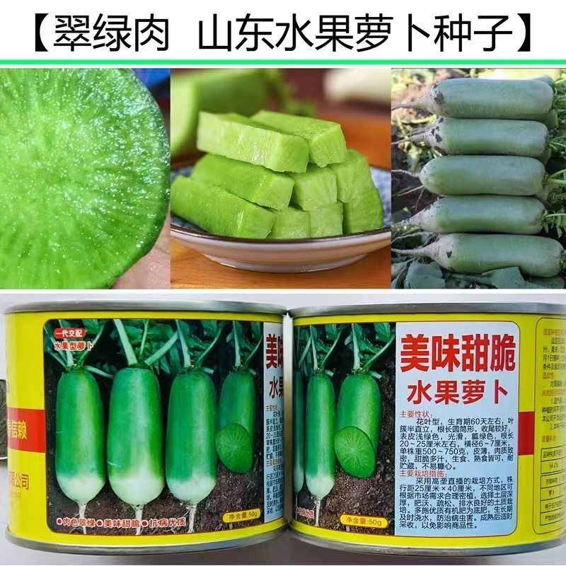美味甜脆水果萝卜种子